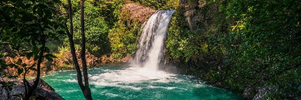 Nowa Zelandia, Jezioro, Drzewa, Tawhai Falls, Wodospad, Park Narodowy Tongariro, Roślinność