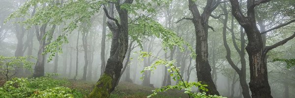 Las, Drzewa, Zielone, Mgła, Liściaste