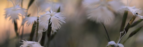 Goździki, Kwiaty, Białe, Tło, Rozmyte