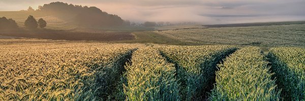 Mgła, Zboże, Drzewa, Poranek, Pola, Wzgórza