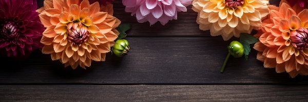 Dalie, Kwiaty, Kolorowe, Grafika, Deski