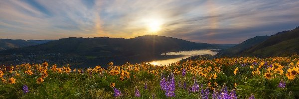 Łubin, Rezerwat przyrody Columbia River Gorge, Łąka, Rzeka Kolumbia, Stany Zjednoczone, Żółte, Balsamorhiza, Stan Waszyngton, Kwiaty, Góry Kaskadowe, Słoneczny blask