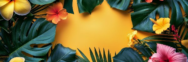 Kwiat, Kwiaty, Monstera, Hibiskus, Plumeria, Żółte tło, Liście