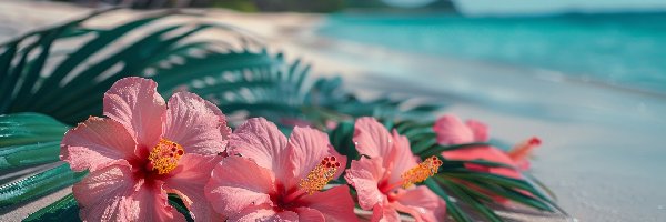 Plaża, Hibiskus, Kwiat