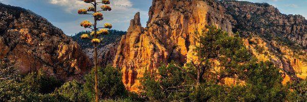 Kwitnąca, Arizona, Zachód słońca Góry, Drzewa, Wilson Mountain, Skały, Sedona, Stany Zjednoczone, Góra, Agawa