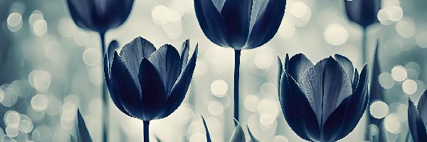 Tulipany, Grafika, Kwiaty, Czarne