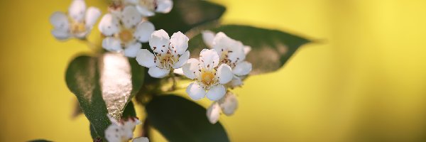 Białe, Rozmyte, Kwiaty, Krzew, Liście