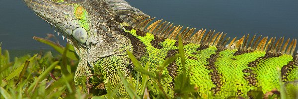 Iguana, Jaszczurka, Legwan