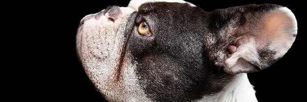 Pies, Buldog francuski