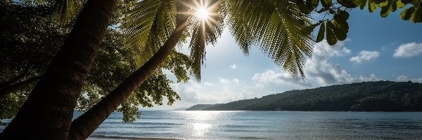 Plaża, Promienie słońca, Palma, Morze