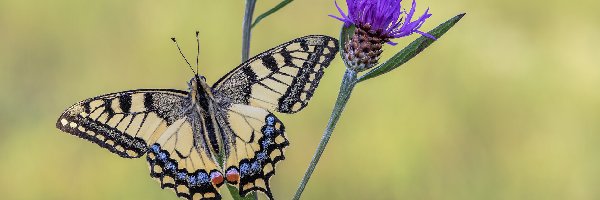 Paź królowej, Chaber łąkowy, Kwiat, Motyl