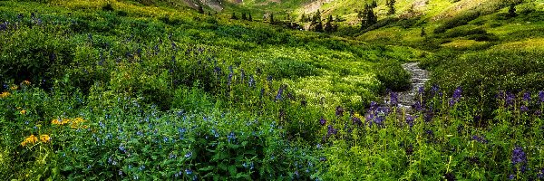 Kolorowe, Łąka, Góry, Kolorado, Stany Zjednoczone, Poranek, Strumyk, San Juan Mountains, Kwiaty