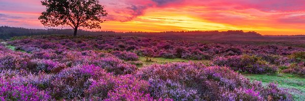 Drzewo, Wrzosy, Wielka Brytania, Anglia, Wrzosowisko, Southampton, Park Narodowy New Forest, Wschód słońca