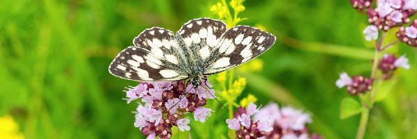 Owad, Polowiec szachownica, Motyl, Kwiaty, Kolorowe