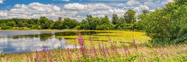 Krzewy, Park Narodowy Eifel, Łąka, Niebo, Jezioro Urft, Kwiaty, Drzewa, Niemcy