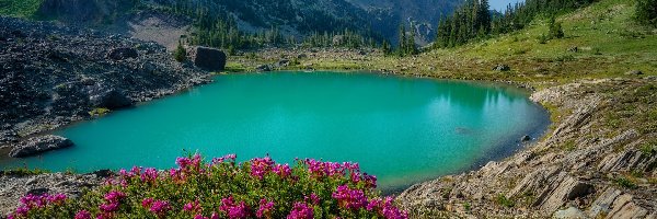 Drzewa. Kwiaty, Park Narodowy Olympic, Staw, Waszyngton, Stany Zjednoczone, Góry, Upper Royal Basin