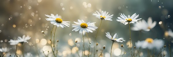 Białe, Grafika, Kwiaty, Margerytki