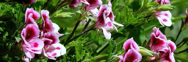 Angielska, Pelargonia, Kwiat