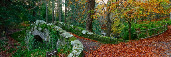 Las, Most, Irlandia, Tollymore Forest Park, Foleys Bridge, Drzewo, Jesień, Kamień