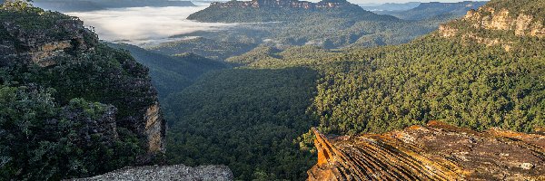 Lasy, Nowa Południowa Walia, Poranek, Skały, Jamison Valley, Tarpeian Rock, Góry Błękitne, Australia, Dolina, Mgła