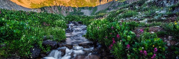 Clear Creek Basin, Wąwóz, Góry, Kolorado, Stany Zjednoczone, Skały, Kwiaty, San Juan Mountains, Rzeka
