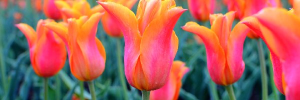 Pomarańczowe, Pąki, Tulipany, Kwiaty