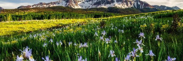 Niebo, Kolorado, Kwiaty, Łąka, Wilson Peak, Góry, Irysy, Stany Zjednoczone, San Juan Mountains, Chmury
