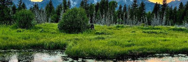 Góry, Wyoming, Zachód słońca, Drzewa, Park Narodowy Grand Teton, Rzeka, Las, Stany Zjednoczone