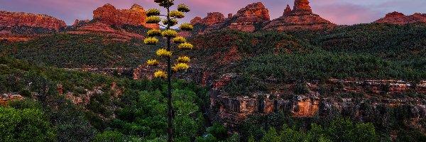 Góry, Sedona, Arizona, Agawa amerykańska, Niebo, Chmury, Oak Creek Canyon, Drzewa, Rośliny, Zachód słońca, Skały, Stany Zjednoczone