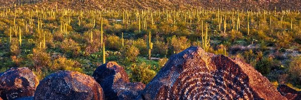 Kaktusy, Tucson, Park Narodowy Saguaro, Arizona, Stany Zjednoczone, Skały, Góry