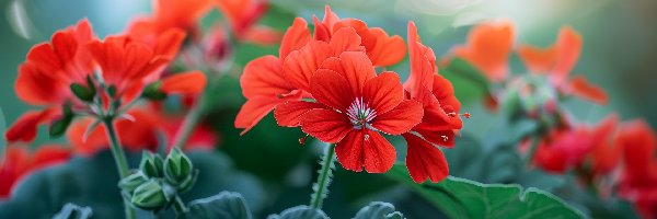 Kwiaty, Listki, Pelargonia, Czerwone