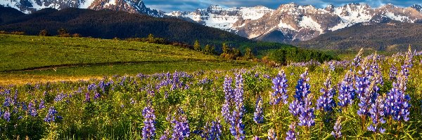 Kwiaty, Stany Zjednoczone, Łubin, San Juan Mountains, Chmury, Mount Sneffels, Łąka, Zieleń, Góry, Kolorado, Drzewa