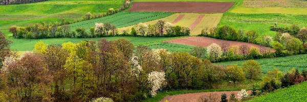 Łąki, Eifel, Wiosna, Nadrenia Palatynat, Niemcy, Drzewa, Pola