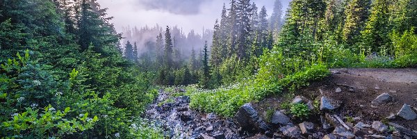 Mgła, Mount Rainier, Park Narodowy Mount Rainier, Waszyngton, Stany Zjednoczone, Kwiaty, Kamienie, Góra, Drzewa