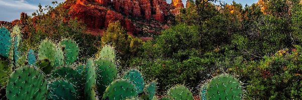Sedona, Stan Arizona, Kaktusy, Drzewa, Hrabstwo Coconino, Crimsons Cliff, Skały, Stany Zjednoczone