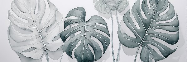 Grafika, Liście, Monstera