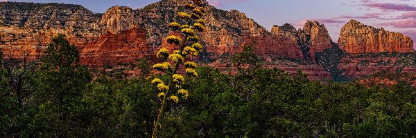 Agawa amerykańska, Sedona, Góry, Arizona, Stany Zjednoczone, Drzewa, Oak Creek Canyon