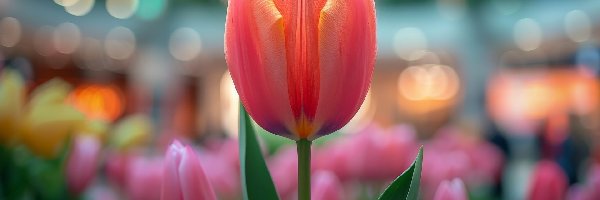 Tulipan, Bokeh, Zbliżenie, Żółto-czerwony