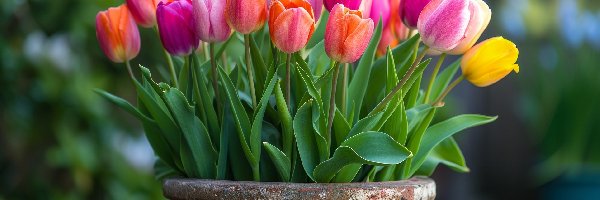Donica, Tulipany, Kolorowe