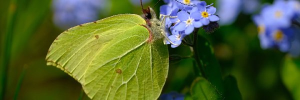 Latolistek cytrynek, Niezapominajki, Niebieskie, Motyl