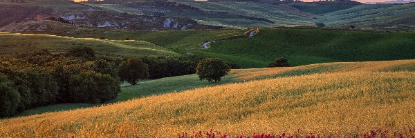 Łąki, Wzgórza, Kwiaty, Chmury, Pola, Drzewa, Droga, Wschód słońca