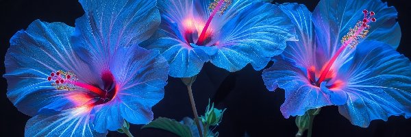 Niebieskie, Grafika, Hibiskusy, Kwiaty