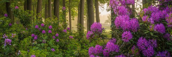 Fioletowe, Krzewy, Kwiaty, Rododendrony, Drzewa, Las
