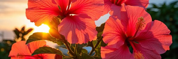 Kwiaty, Hibiskusy