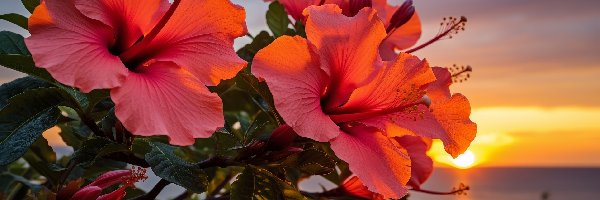 Czerwone, Kwiaty, Hibiskusy, Grafika, Zachód słońca