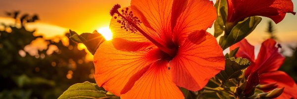 Hibiskusy, Kwiaty, Czerwone, Grafika, Zachód słońca