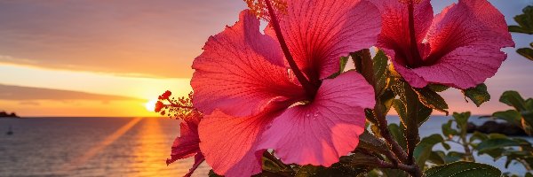 Kwiaty, Grafika, Zachód słońca, Hibiskusy
