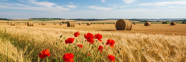 Maki, Czerwone, Zboże, Pola, Lato, Niebo, Słomy, Pszenica, Bele