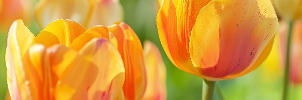 Zbliżenie, Żółte, Tulipany