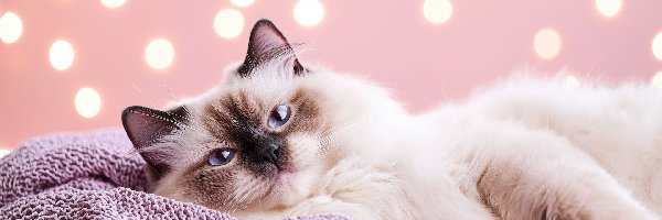 Ragdoll, Grafika, Koc, Kot